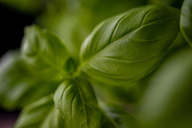 Kratom je skvělá rostlina.